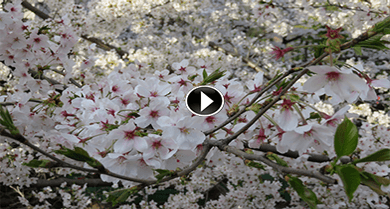 Floração das cerejeiras no Japão